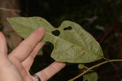 Ficus fraseri