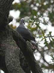 Columba trocaz