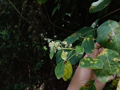 Euphorbia cotinifolia