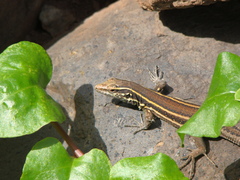 Gallotia caesaris gomerae