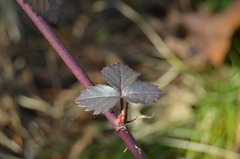 Rubus flagellaris