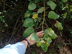 Euphorbia cotinifolia