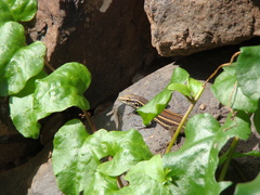 Gallotia caesaris gomerae