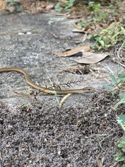 Thamnophis saurita