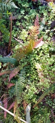 Blechnum parrisiae