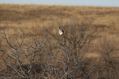 Tympanuchus phasianellus