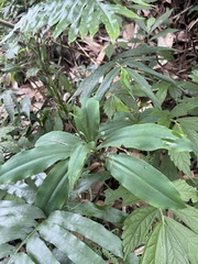 Habenaria pantlingiana