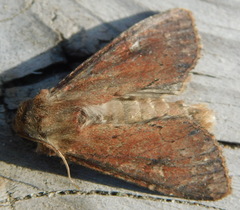 Apamea lateritia