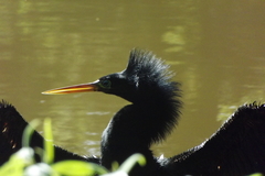 Anhinga anhinga