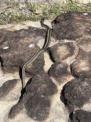 Thamnophis eques