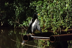 Anhinga anhinga