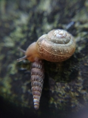 Fruticicola fruticum