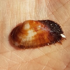 Barbatia barbata