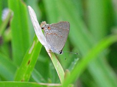 Strymon rufofusca