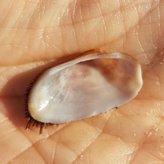 Barbatia barbata