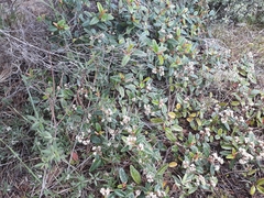 Pomaderris edgerleyi