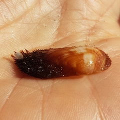 Barbatia barbata