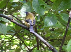 Anthornis melanura
