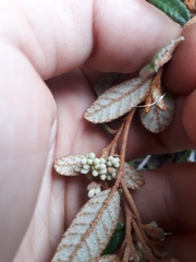 Pomaderris edgerleyi