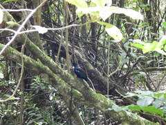 Prosthemadera novaeseelandiae