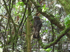 Nestor meridionalis septentrionalis