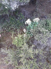 Pomaderris edgerleyi