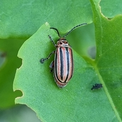 Disonycha bicarinata