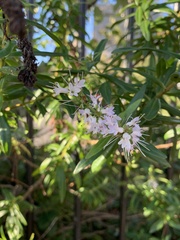 Veronica macrocarpa