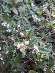 Pomaderris edgerleyi