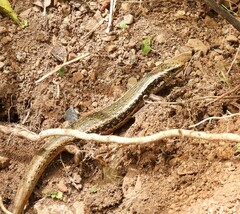 Oligosoma kokowai