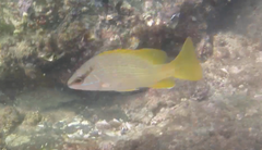 Lutjanus argentiventris