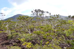 Callitris pancheri