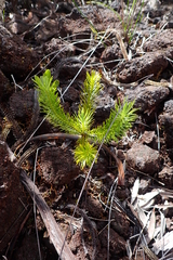Callitris pancheri