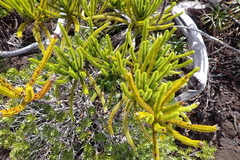 Callitris pancheri