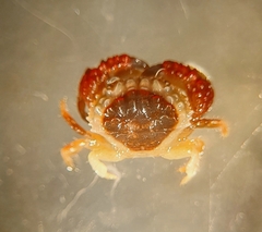 Cataleptodius