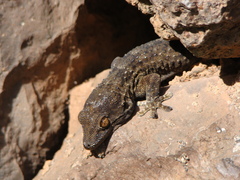 Tarentola gomerensis