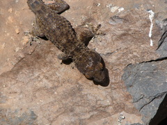 Tarentola gomerensis
