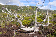 Callitris pancheri