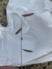 Bouteloua pectinata