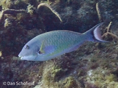 Sparisoma chrysopterum