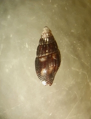 Anachis nigrofusca