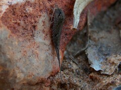 Meinertellidae