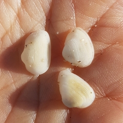Striarca lactea