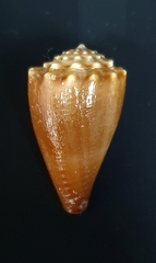 Conus diadema