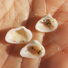 Striarca lactea