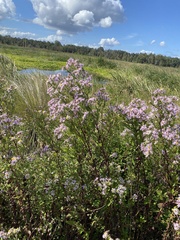 Symphyotrichum elliottii
