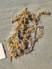 Sargassum sinclairii
