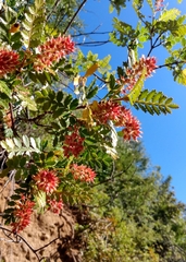 Weinmannia trichosperma