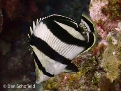Chaetodon striatus