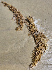 Sargassum sinclairii